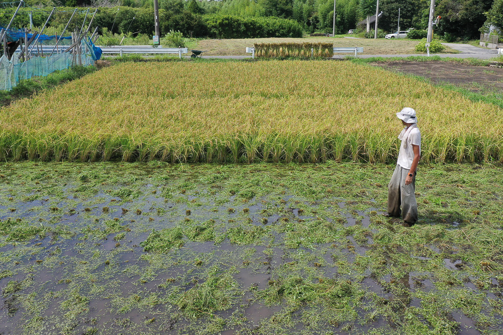 2023年 稲刈り DAY2　台風の影響で水が抜けない田んぼ、途轍もない湿度、進まない稲刈り