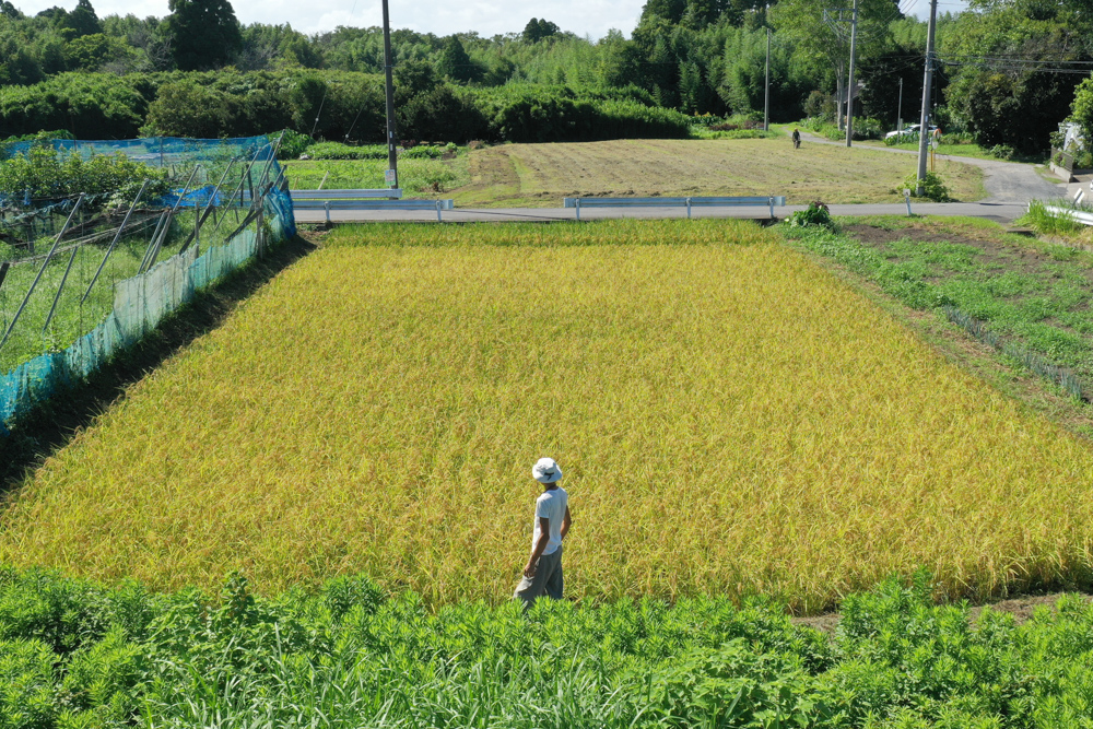 2022年 房総オルタナティブ米の稲刈り始まる！
