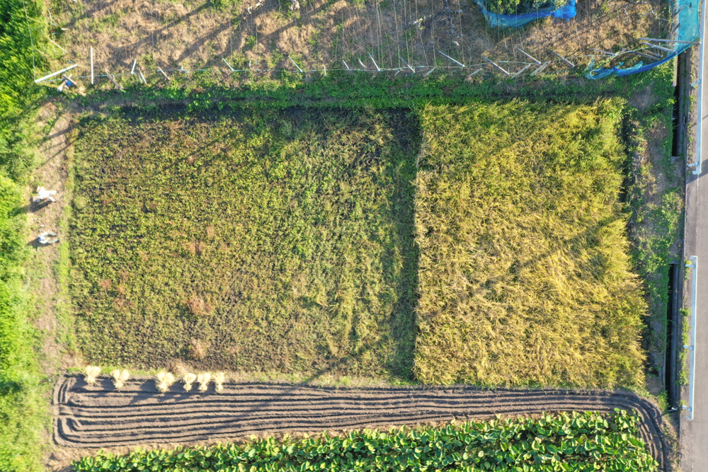 房総オルタナティブライスフィールド　2021年稲刈りDAY7　植えて、収穫する