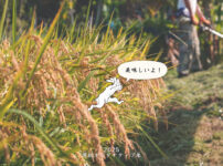 販売します！ 房総オルタナティブ米 「コシヒカリ」と「龍の瞳」食べくらべセット