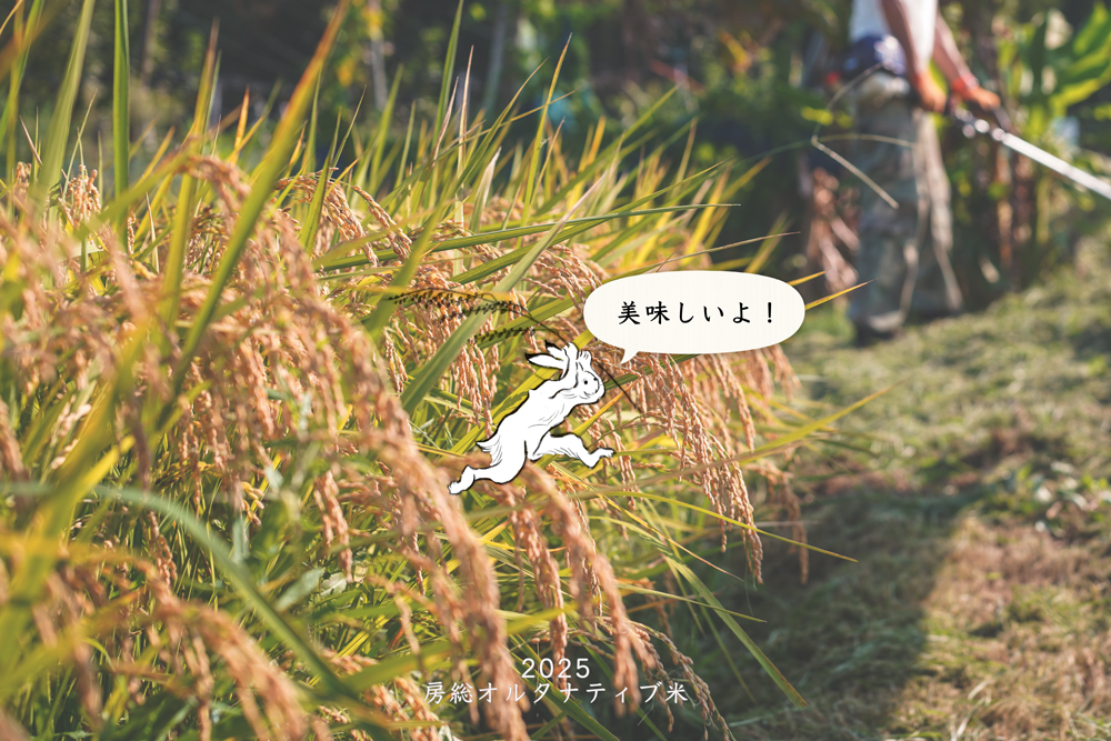 販売します！ 房総オルタナティブ米 「コシヒカリ」と「龍の瞳」食べくらべセット