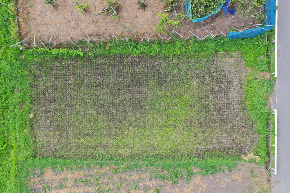 房総オルタナティブライスフィールド　初めての稲刈りDAY5　ついに稲刈り完了！とニンニクの植え付け準備