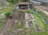 夏野菜の準備　小屋横の区画を整える