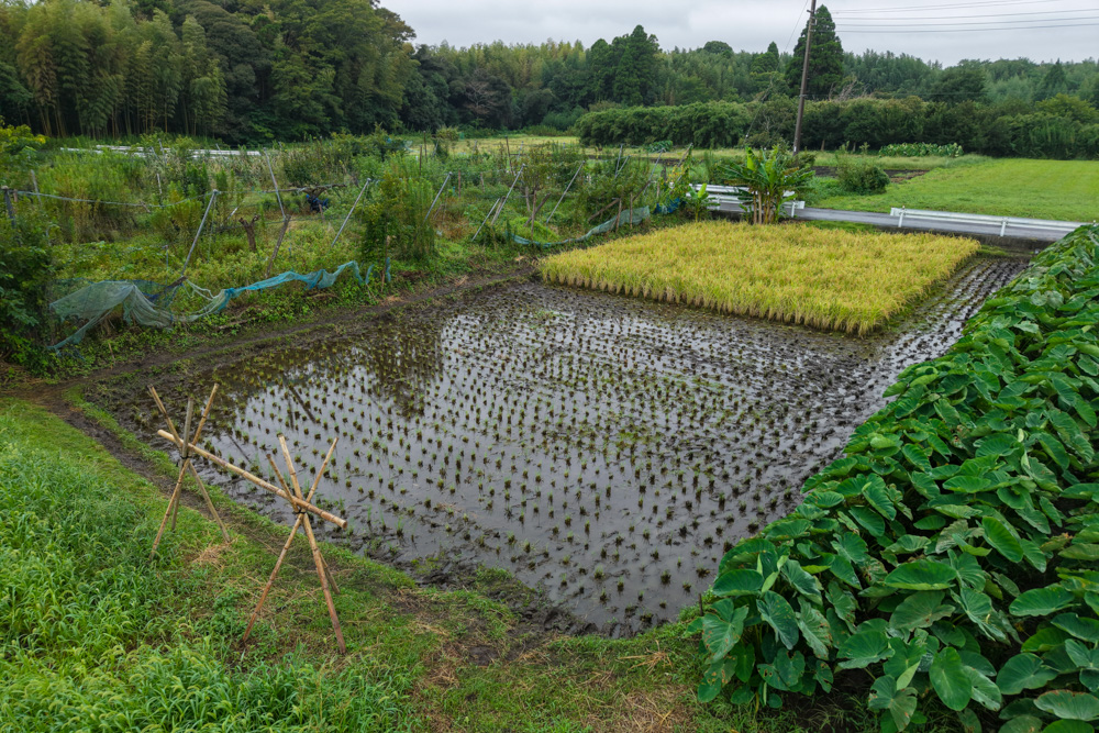 ぬかるむ田んぼで稲刈りDAY3