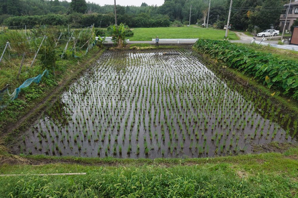 ぬかるむ田んぼで稲刈りDAY5　2026年稲刈り完了！