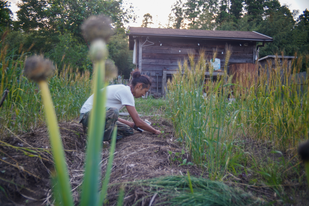 日がな一日野良仕事　ニンニク畑の雑草刈りとインゲン豆の支柱を直し定植