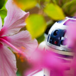 may the blossom force be with you 2025