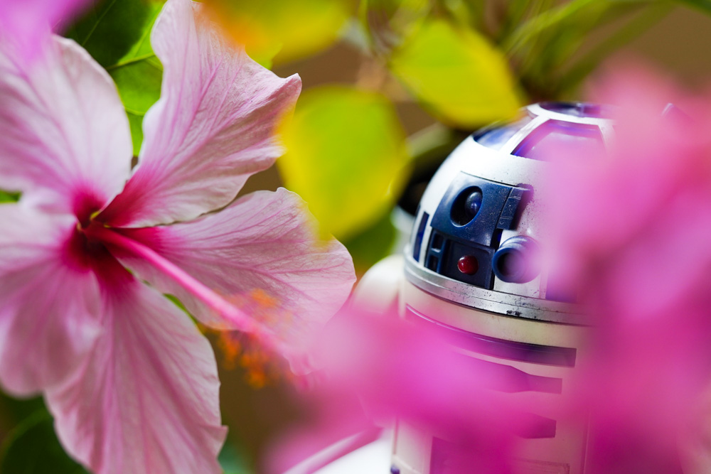 may the blossom force be with you 2025