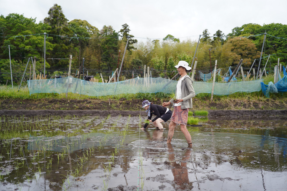 2025年 房総オルタナティブ米　田植え DAY2
