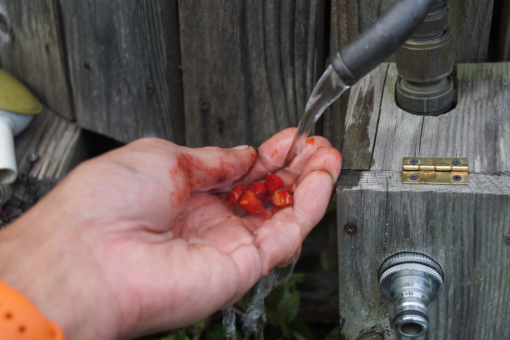 ゴーヤの採種　赤いぬめぬめを水で落とす