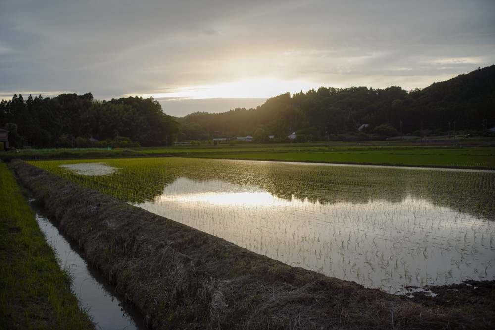 房総 いすみで蛍を眺める 2025　Leica Summilux 35mm F1.4 ASPH FLE II＋Sony α7R III