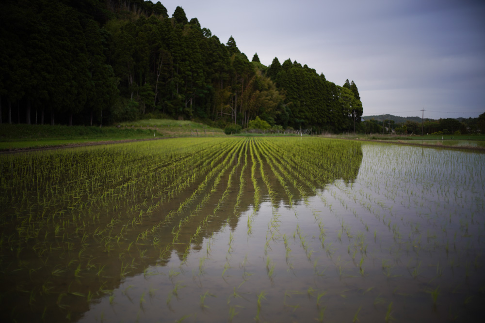 房総 いすみで蛍を眺める 2025　Leica Summilux 35mm F1.4 ASPH FLE II＋Sony α7R III
