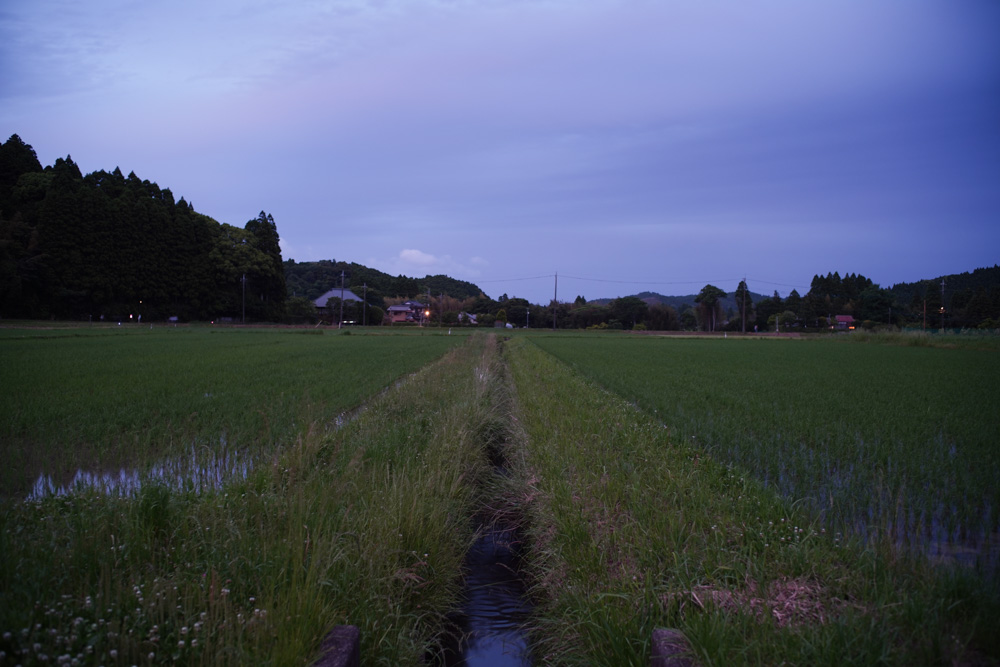 房総 いすみで蛍を眺める 2025　Leica Summilux 35mm F1.4 ASPH FLE II＋Sony α7R III