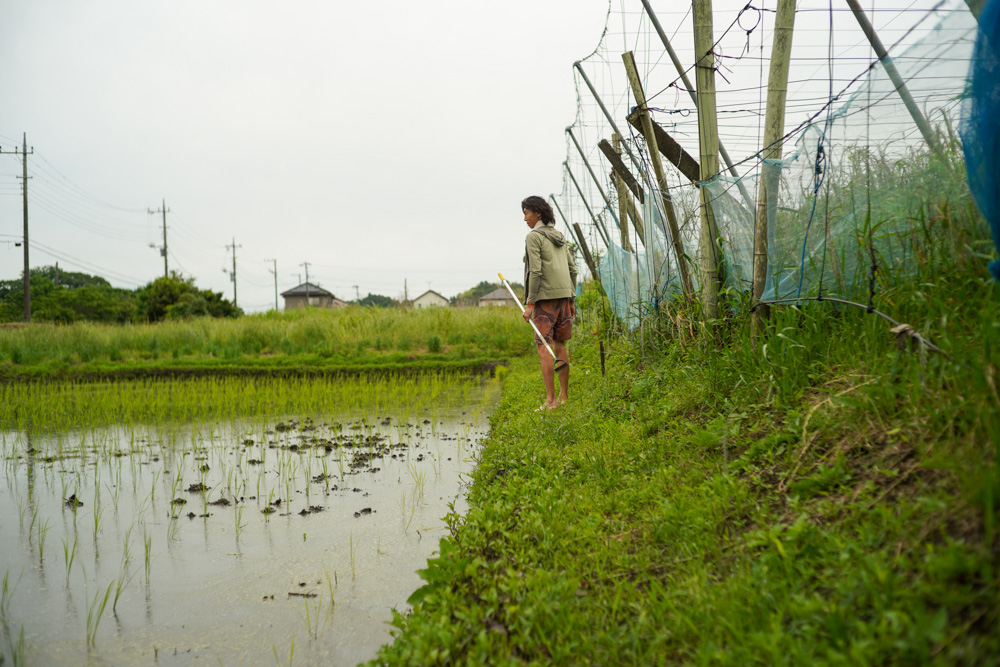 田んぼの雑草取り・ニンニク・小麦の収穫 2025