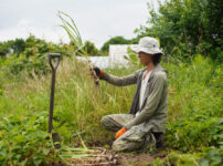 田んぼの雑草取り・ニンニク・小麦の収穫 2025