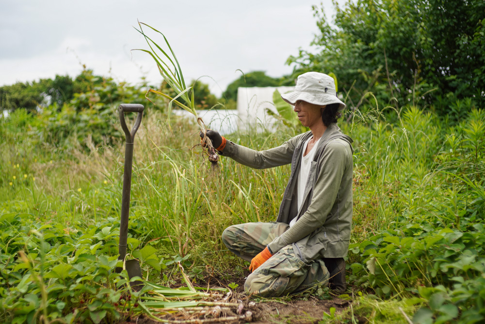 田んぼの雑草取り・ニンニク・小麦の収穫 2025