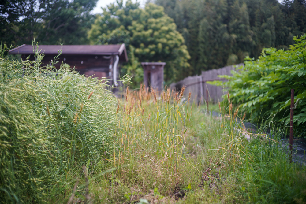 田んぼの雑草取り・ニンニク・小麦の収穫 2025