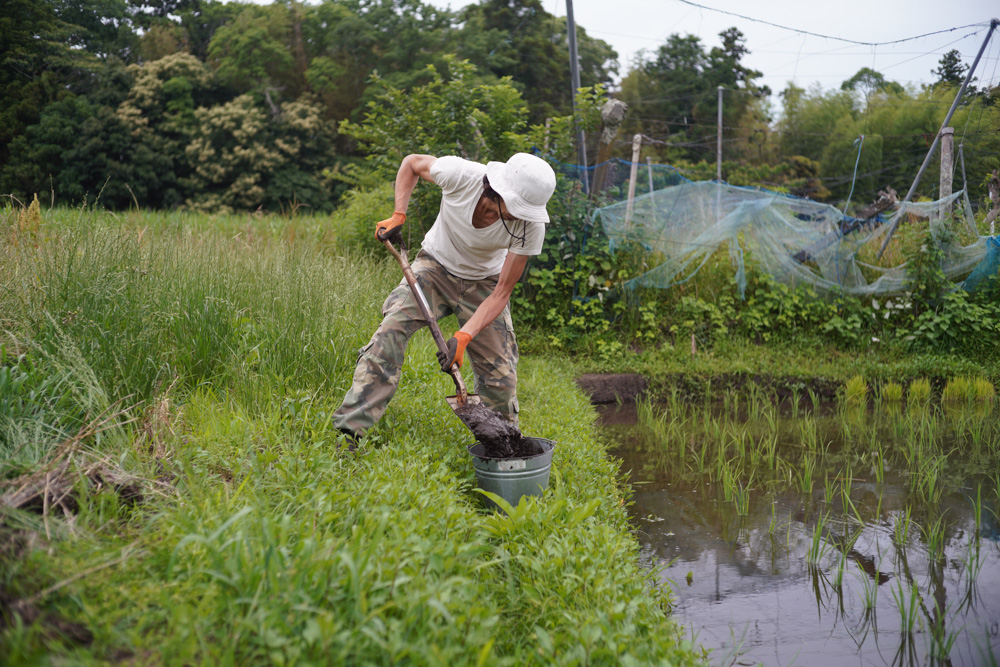 房総南国化計画　壺をもらったので蓮を植える