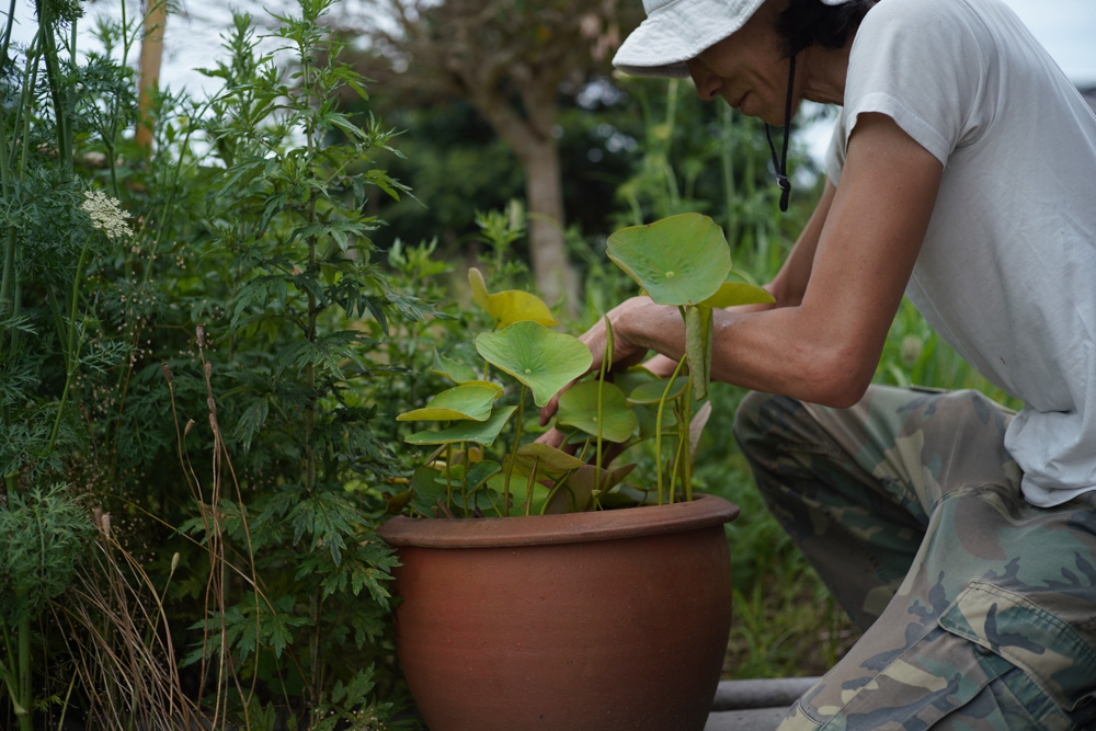 房総南国化計画　壺をもらったので蓮を植える