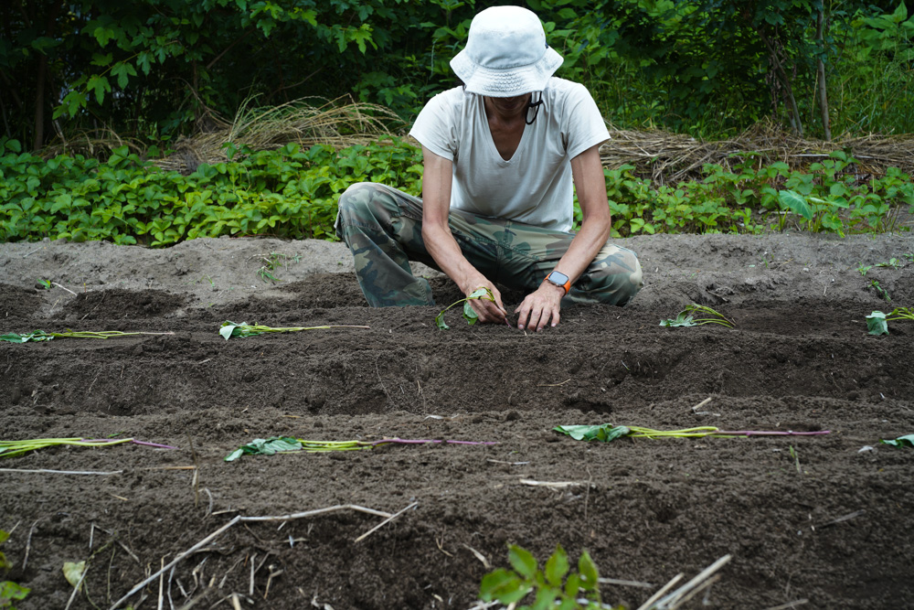 さつまいもと夏野菜の苗を植える 2025