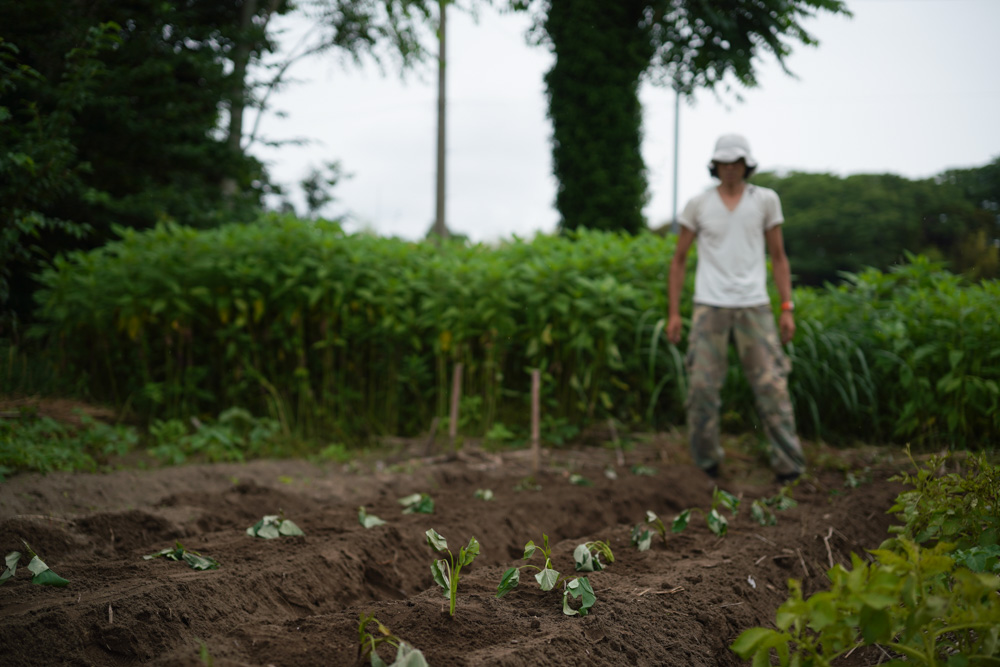 さつまいもと夏野菜の苗を植える 2025