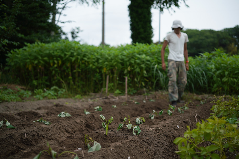 さつまいもと夏野菜の苗を植える 2025