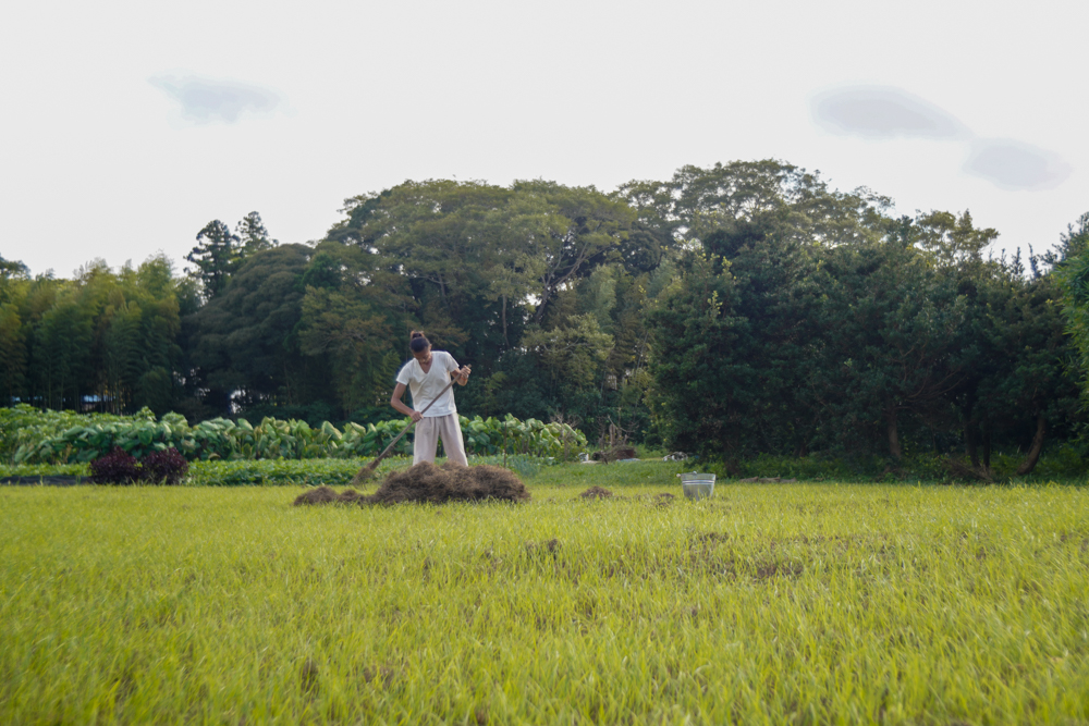 房総オルタナティブライスフィールド　2021年稲刈りDAY5　竹で稲架（はさ）を作る＋大根種下ろしとちょこっと稲刈り