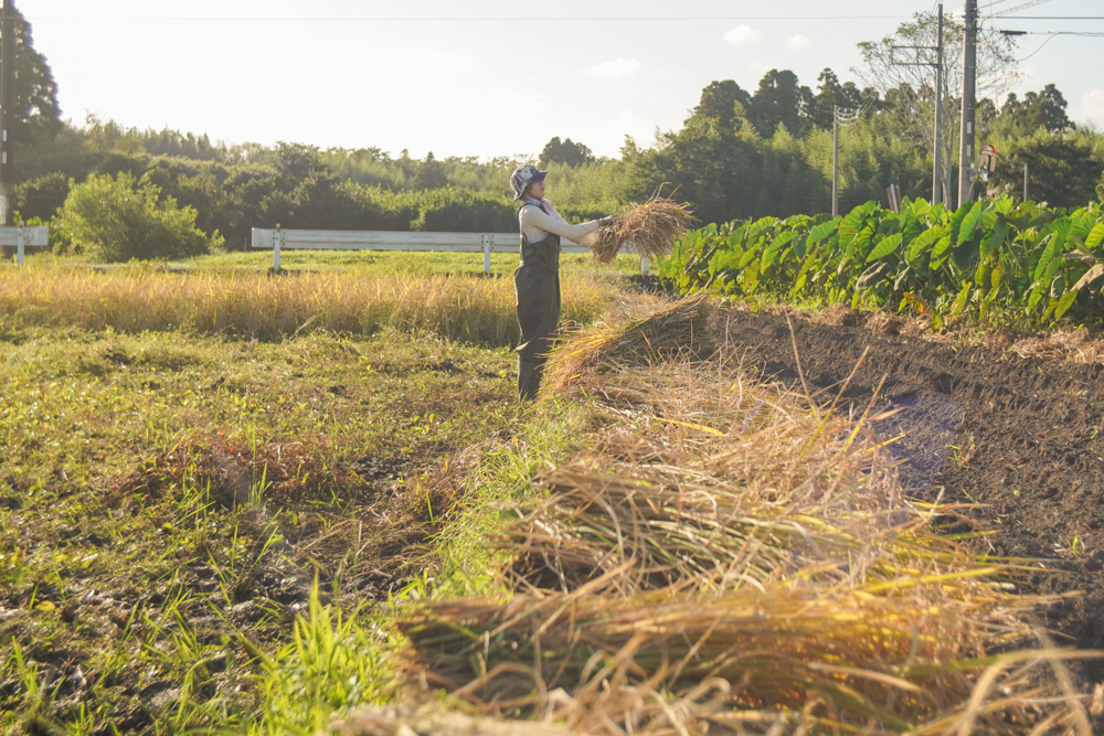 房総オルタナティブライスフィールド　2021年稲刈りDAY7　植えて、収穫する