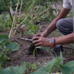 芽キャベツの定植、大豆の採種、さつま芋と生姜と落花生の試し堀りとハイビスカス越冬のため帰京