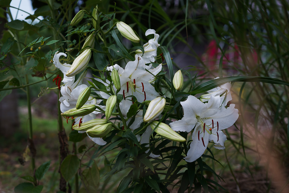 房総フィールド南国化計画　カサブランカが咲く、そして、ついに蓮に蕾が！
