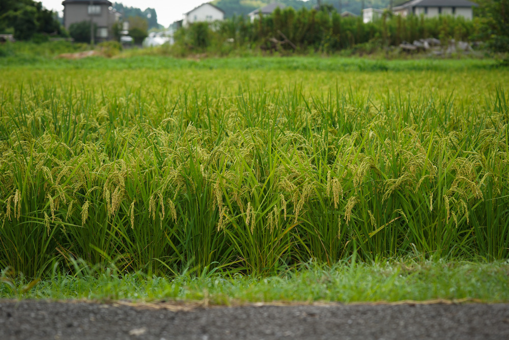 実るほど頭を垂れる稲穂かな