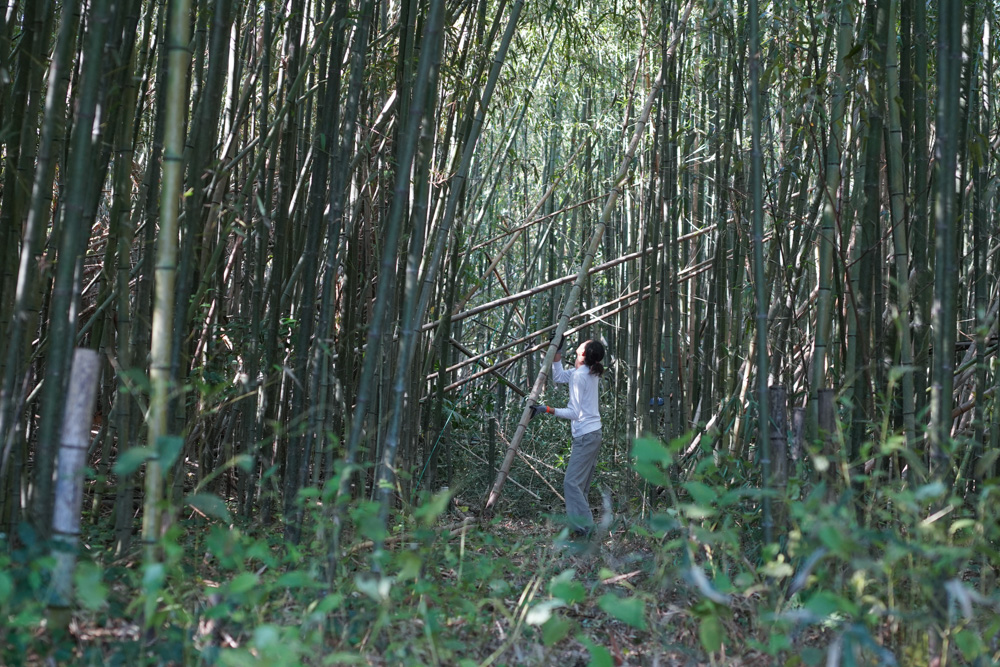 小屋の土留補修 DAY1　新月の日に竹の切り出し