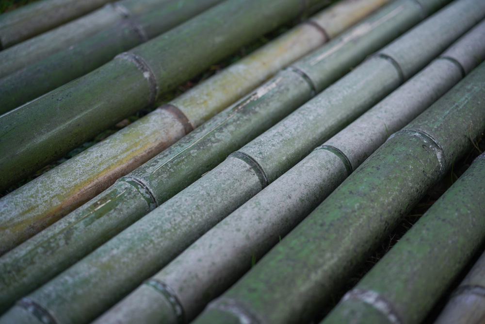 小屋の土留補修 DAY1　新月の日に竹の切り出し