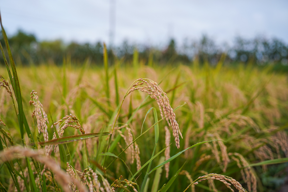 2023年 稲刈りの準備　竹で稲を干す稲架（はさ）を作ってお米の気分を味わう