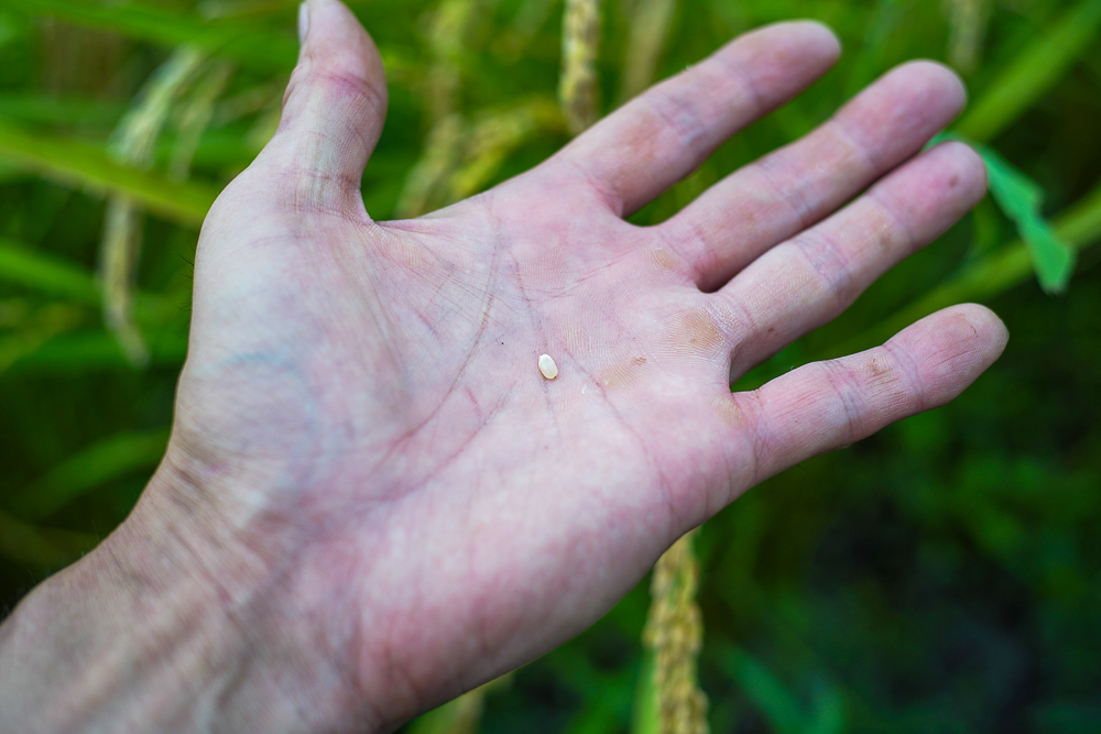 2023年 稲刈りの準備　竹で稲を干す稲架（はさ）を作ってお米の気分を味わう