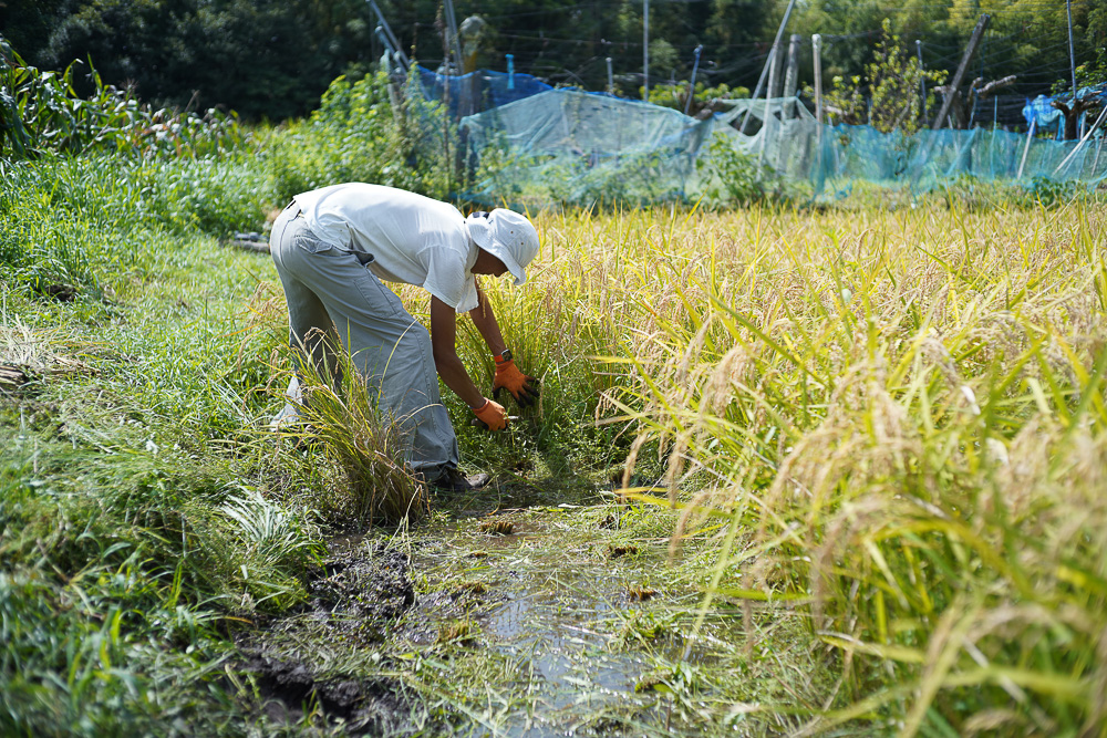2023年 稲刈り DAY1　台風13号の影響で田植えのような稲刈りはじめ