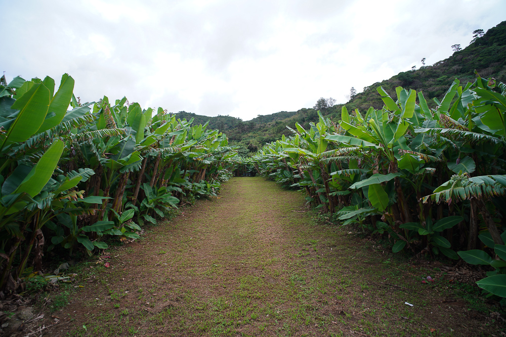 沖縄の原風景が残るやんばるへ　芭蕉布の里 大宜味村 喜如嘉 七滝、茅打バンタ、辺戸岬