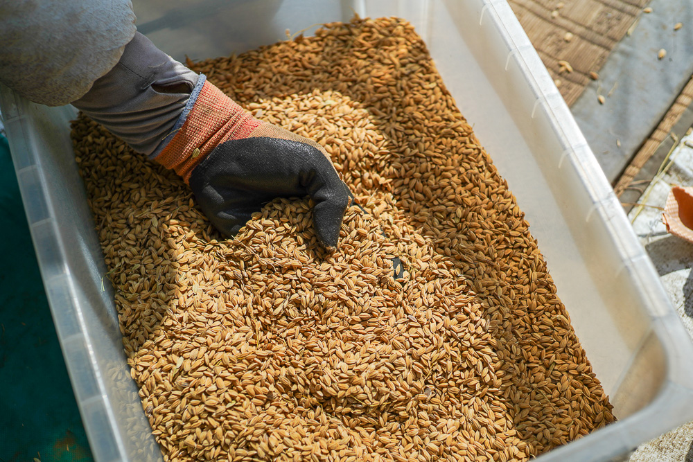 2023年 お米の脱穀 DAY4　脱穀完了、半反の田んぼで160kgくらい収穫、経済合理性の外側にあるもの