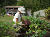 さつまいもの収穫DAY2、収穫のあと片付けと来春の準備