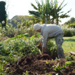 いちご区画に蔓延るススキの抜根、玉ねぎの定植