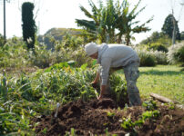 いちご区画に蔓延るススキの抜根、玉ねぎの定植