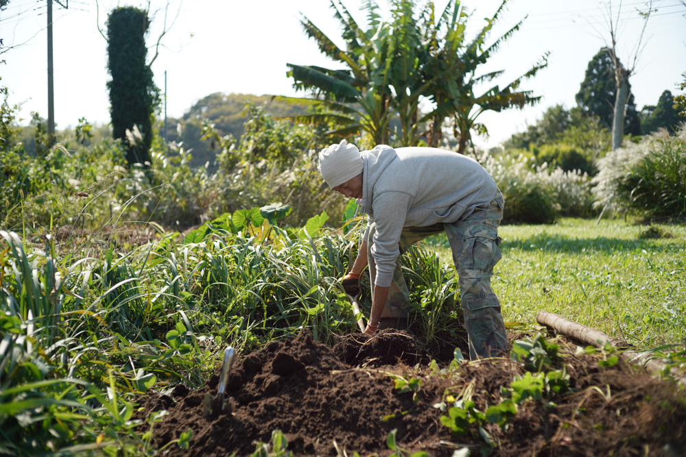 いちご区画に蔓延るススキの抜根、玉ねぎの定植
