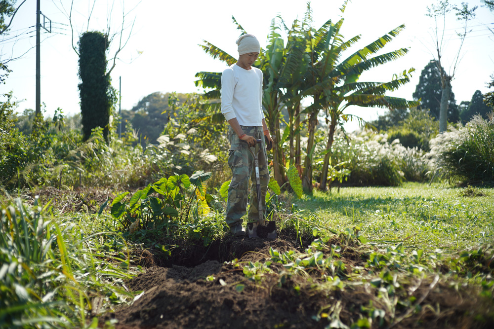 いちご区画に蔓延るススキの抜根、玉ねぎの定植