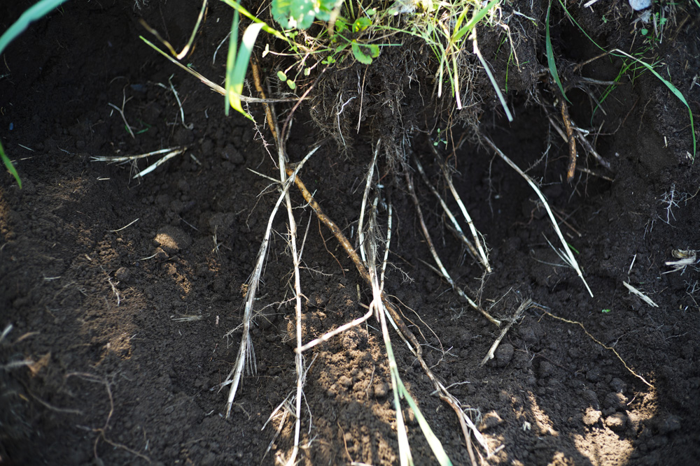 いちご区画に蔓延るススキの抜根、玉ねぎの定植