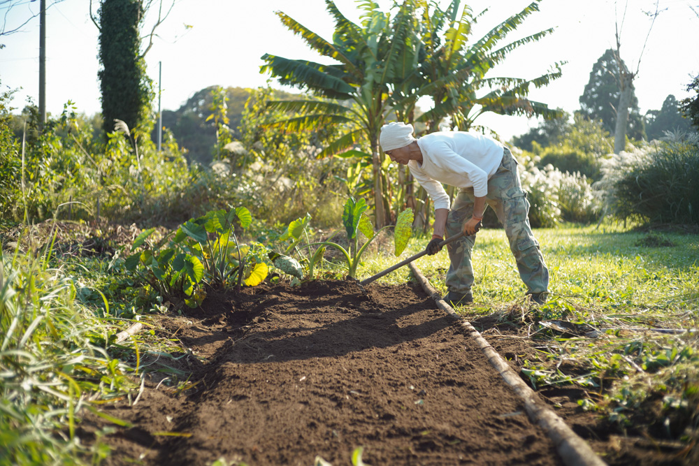 いちご区画に蔓延るススキの抜根、玉ねぎの定植