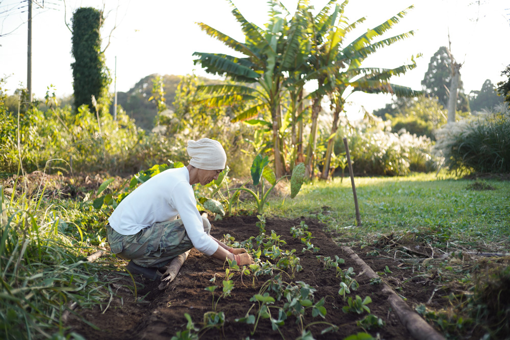 いちご区画に蔓延るススキの抜根、玉ねぎの定植