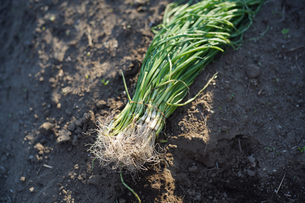 いちご区画に蔓延るススキの抜根、玉ねぎの定植