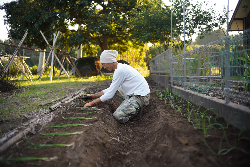 いちご区画に蔓延るススキの抜根、玉ねぎの定植