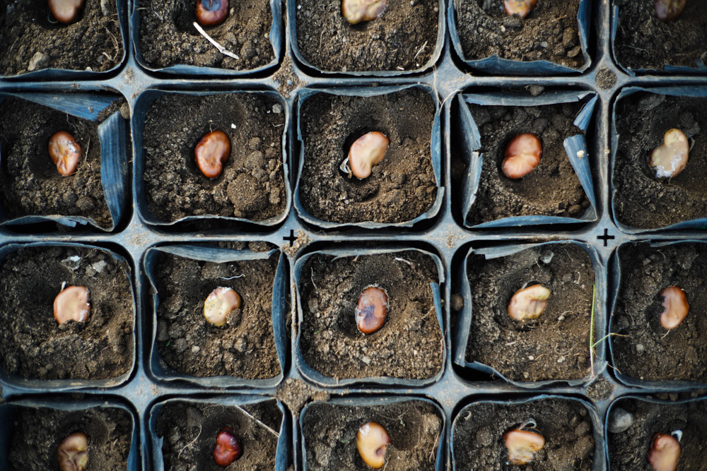 いちご区画に蔓延るススキの抜根、玉ねぎの定植