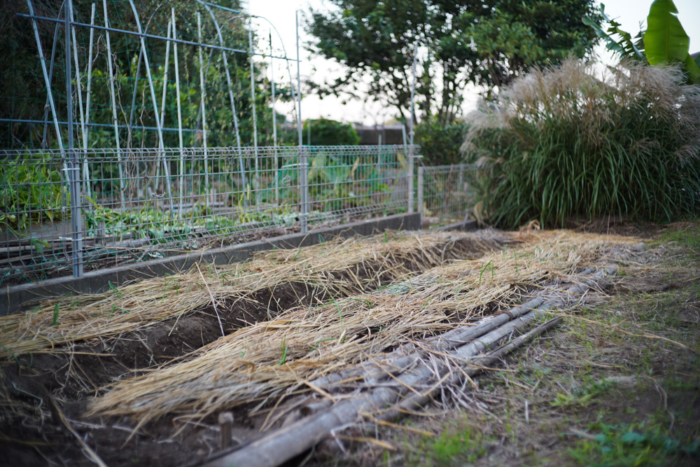 いちご区画に蔓延るススキの抜根、玉ねぎの定植